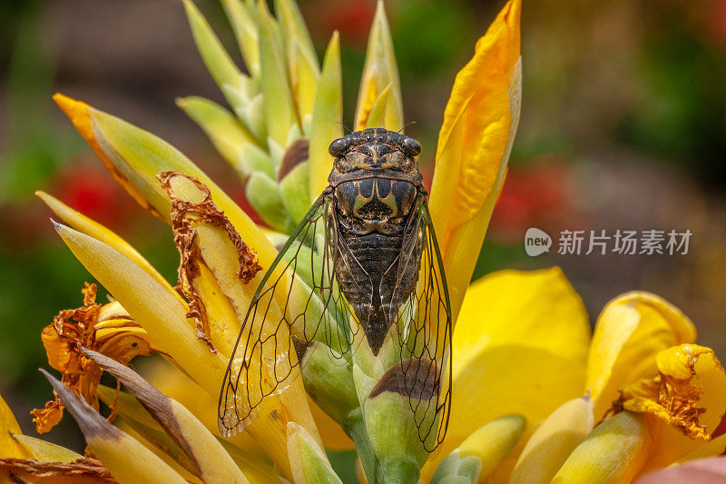 犬天蝉(Tibicen canicularis)，犬天蝉科，半翅目，犬天蝉。